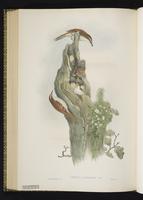 Eurasian Treecreeper plate 64