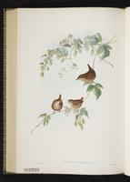 Winter Wren; Chivirín chochín, troglodyte mignon plate 63
