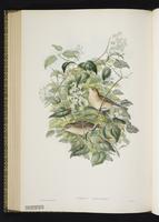 Orphean Warbler plate 62
