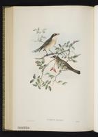 Orphean Warbler plate 61