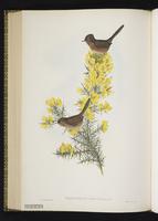 Dartford Warbler plate 59