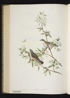 Lesser Whitethroat plate 58