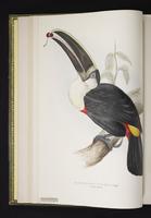 Ramphastos cuvieri plate 2