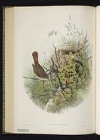 Thrush Nightingale plate 56