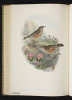 Alpine Accentor plate 54