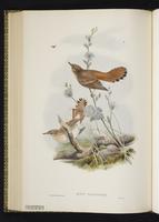 Rufous-tailed Scrub Robin plate 53