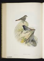 Black Redstart plate 52