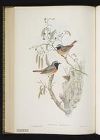 Black Redstart plate 51