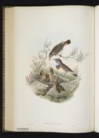 Bluethroat; Bluethroats plate 50