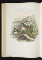 Bluethroat; Bluethroats plate 49