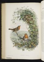 European Robin plate 48