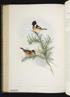 Stone-chat; or Furze-Chat plate 47