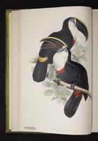 Ramphastos culmenatus plate 1