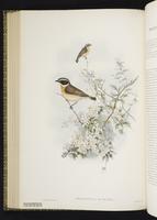 Whinchat plate 46