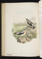 Northern Wheatear; Collalba norteña, traquet motteux plate 45