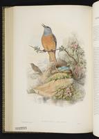 Rufous-tailed Rock Thrush plate 44