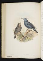 Blue Rock Thrush; Blue Rock-Thrush plate 43