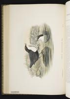 White-throated Dipper plate 42