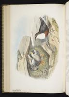 White-throated Dipper plate 41
