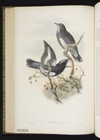 Siberian Thrush plate 40