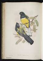Baird's trogon plate 27