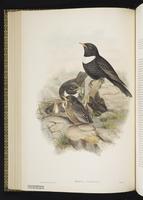 Ring Ouzel plate 38