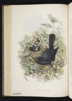 Common Blackbird; Eurasian Blackbird, merle noir plate 37