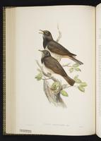 Red-throated Thrush plate 36