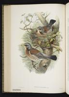 Fieldfare; grive litorne plate 35