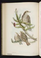 Mistle Thrush plate 33