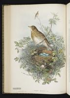 Redwing plate 32