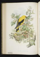 Eurasian Golden Oriole plate 31