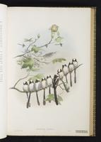 Long-tailed Bushtit plate 29