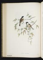 Marsh Tit plate 27