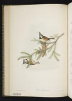 European Crested Tit plate 26