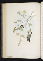 Coal Tit plate 25