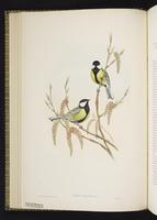 Great Tit plate 23