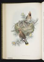 Bohemian Waxwing; jaseur boréal plate 21