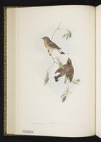 Red-breasted Flycatcher plate 20