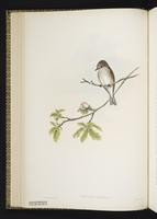 Spotted Flycatcher plate 19