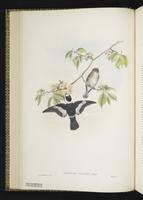 Collared Flycatcher plate 18