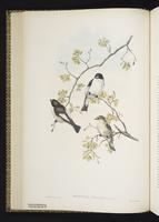 European Pied Flycatcher plate 17