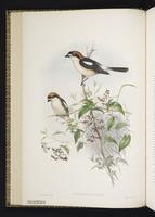Woodchat Shrike plate 16