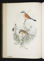 Red-backed Shrike plate 15