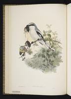 Great Grey Shrike; Northern Shrike, pie-grièche grise plate 13