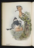 Common Hoopoe; Eurasian Hoopoe, Hoopoe plate 12