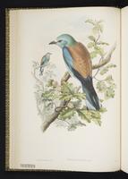 European Roller plate 11