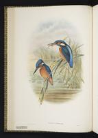 Common Kingfisher plate 10