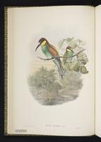 European Bee-eater plate 9