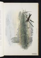 Sand Martin; Bank Swallow, Golondrina ribereña, hirondelle de rivageR iparia riparia plate 8